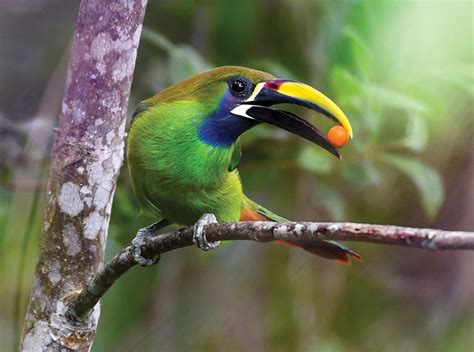 Let’s talk about the Emerald Toucanet | Quepolandia