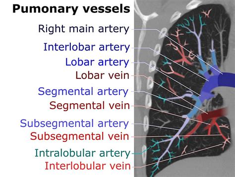 Difference Between Pulmonary Artery and Pulmonary Vein | Definition, Characteristics, Function