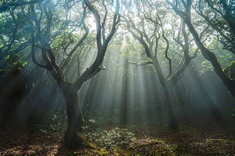 Foggy Forest Photograph by Mutsumi Iwakura - Fine Art America