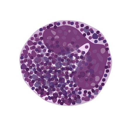 Basophil granulocyte - DocCheck