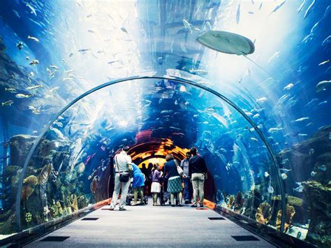 Lost Chambers Aquarium - Travel DMC Dmc/ Dubai DMC