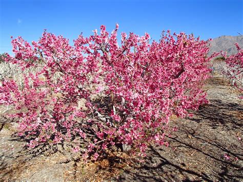 Xtremehorticulture of the Desert: Nectarine Tree, Flowers but No Fruit