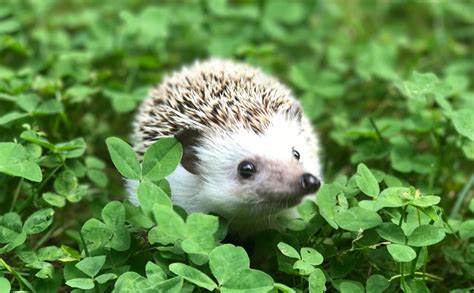 Top 5 Benefits Of Having Hedgehogs In Your Garden - Architecture, Design & Competitions Aggregator