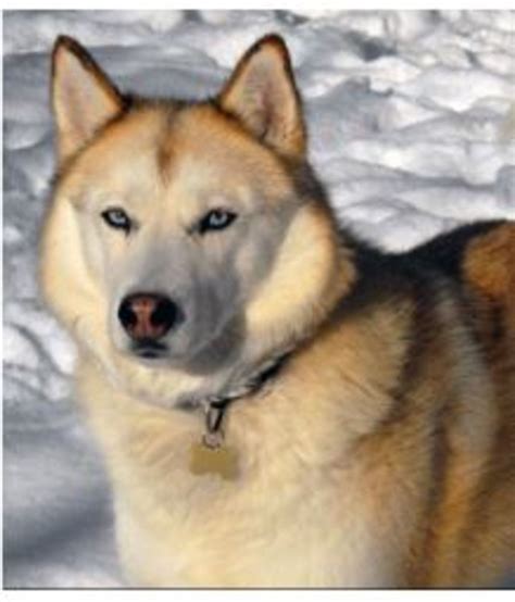 Six Stunning Siberian Husky Coat Colors - Dog Discoveries