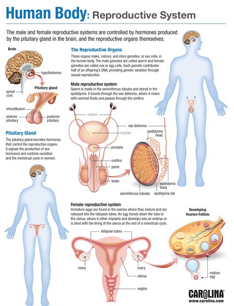 Human Reproductive System Presentation