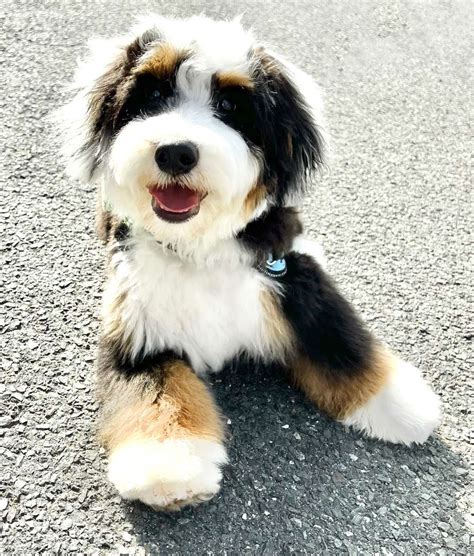 Mini Bernedoodles - Mini Bubblebath Bernedoodles