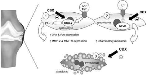 Celecoxib: considerations regarding its potential disease-modifying ...