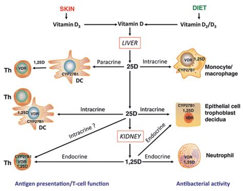 Nutrients | Free Full-Text | Vitamin D and Immune Function | HTML