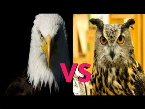 Eagle vs Owl| eagle| owl|amazing documented comparison,must watch. - YouTube