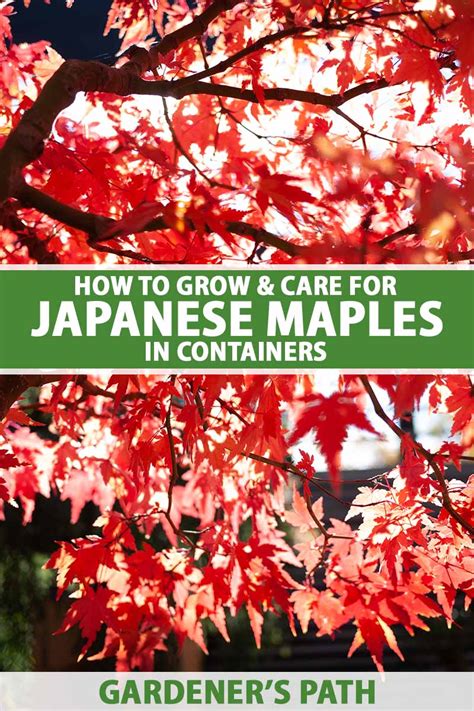 How to Grow Japanese Maple Trees in Pots and Containers