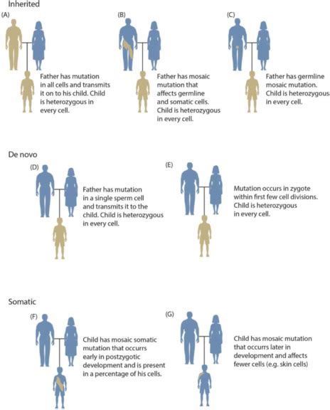 Mosaicism Definition and Examples - Biology Online Dictionary