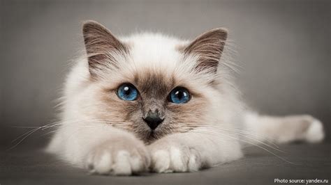 Interesting facts about birman cats | Just Fun Facts