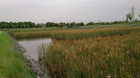 Wetlands aka the Earth’s Kidneys – KCI Environmental Compliance and ...