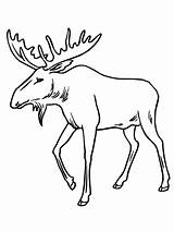 Moose Coloring Pages Sheets  Free Printable sketch template