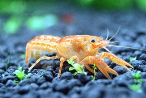 Freshwater shrimp species : list of species with pictures | Shrimp, Fresh water, Ghost shrimp