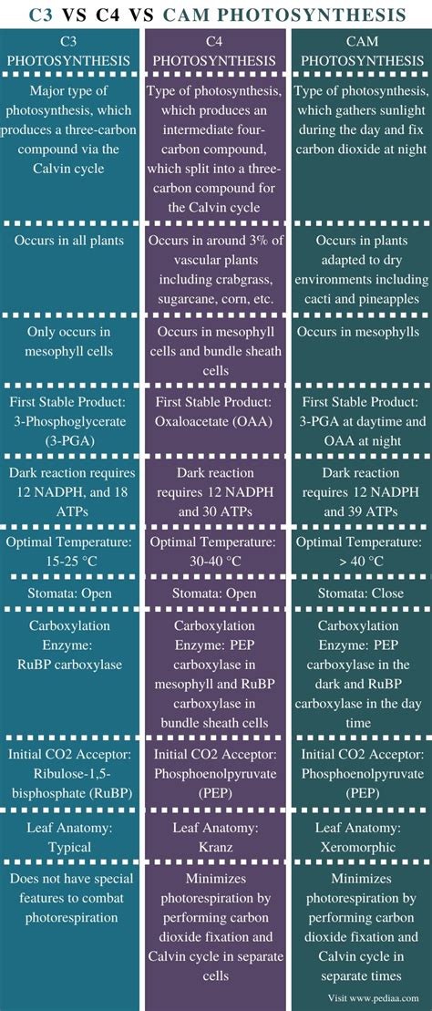 What is the Difference Between C3 C4 and CAM Photosynthesis - Pediaa.Com