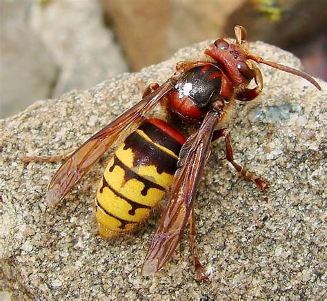 European Hornet, looks similar to yellow jackets but are larger and ...