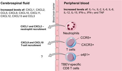 Expression of chemokines, cytokines and other signalling molecules in ...