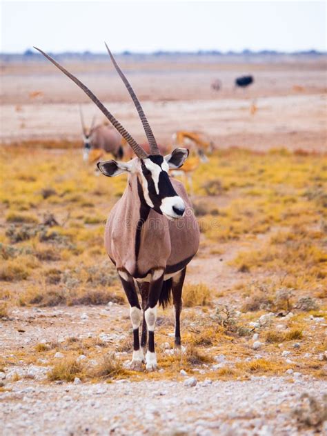 Gemsbok Antelope in the Yellow Grass Stock Image - Image of namibia, conservation: 62181459