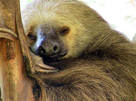 Photo of a Sloth sleeping in a tree