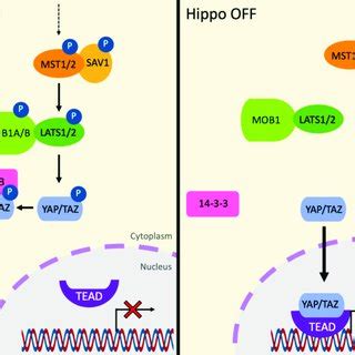 Overview of the Hippo signaling pathway in mammals. | Download Scientific Diagram