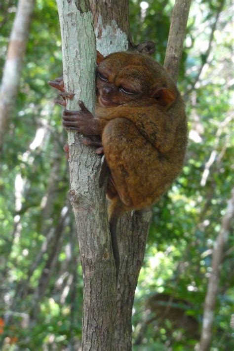 Tarsier Facts, Pictures & Info: Discover A Nocturnal, Carnivorous Primate