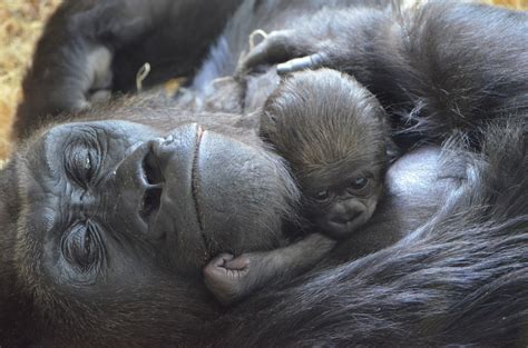 Lincoln Park Zoo's New Baby Gorilla Settles In (PHOTOS) | HuffPost