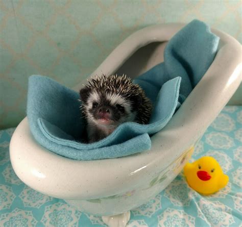 Bathing your Hedgehog - Pins and Needles Hedgehogs