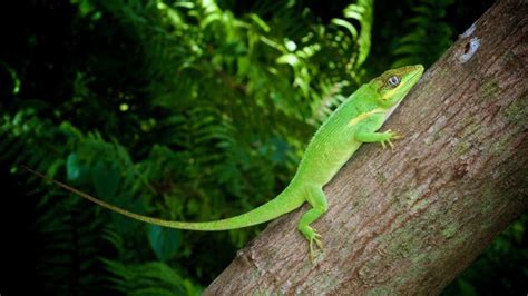 10 Astonishing Facts About The Enormous Knight Anole