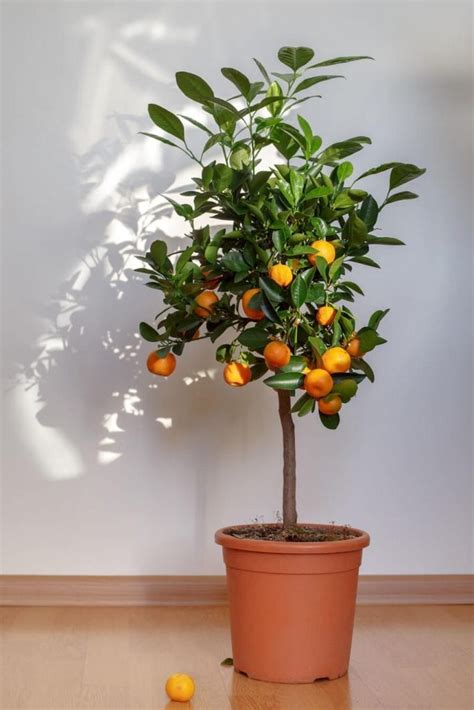 5 Tasty Fruit Plants That Can Be Grown Indoors - The Practical Planter