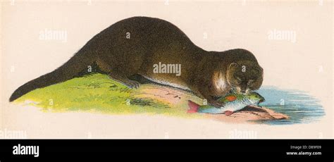 OTTER EATING FISH Stock Photo - Alamy