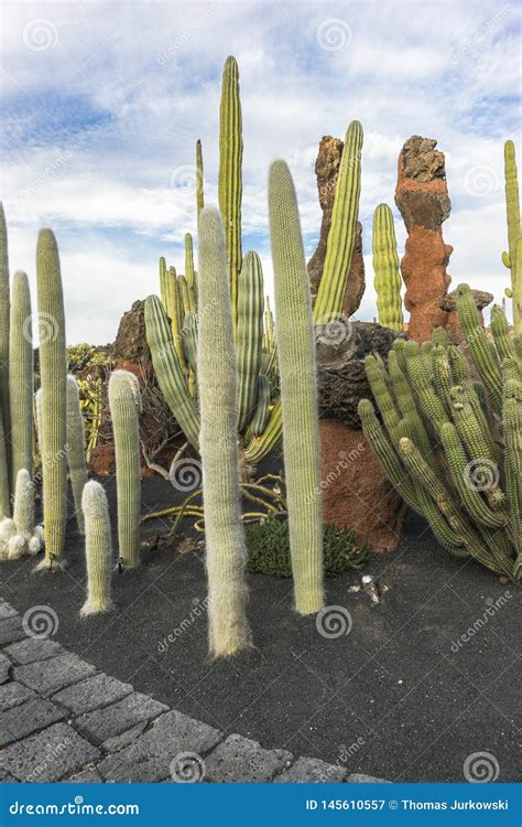 Cactus Garden in Lanzarote stock image. Image of spines - 145610557