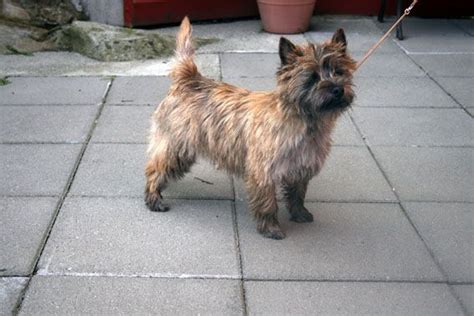 Hitos Fairy Tale - a gorgeous red brindle. | Cairn terrier, Cairn ...