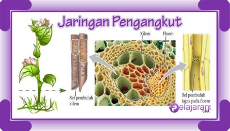 Jaringan Pengangkut Pada Tumbuhan - Xylem, Floem dan Fungsinya Lengkap ...