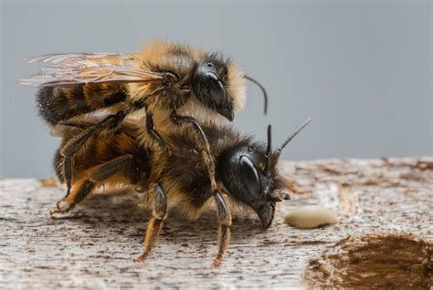 Queen Honey Bee Mating