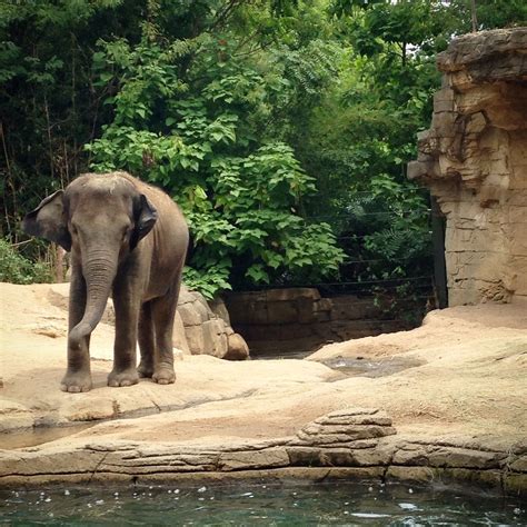 St. Louis Zoo St Louis, Zoo, Elephant, Photography, Animals, Photograph, Animales, Animaux ...