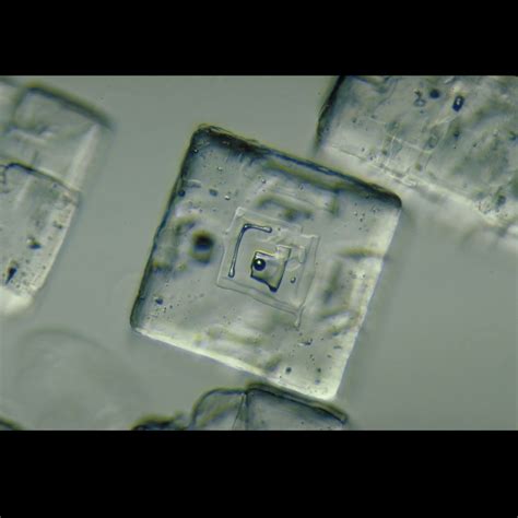 Salt Crystals, w.m., Microscope Slides | Carolina Biological Supply