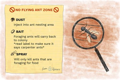 What to Do About Flying Ants in Your Home