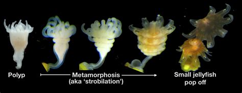 New Research Reveals How to Easily Grow Jellyfish In Captivity | Deep Sea News