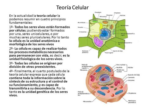 Cuales Son Los Cuatro Postulados De La Teoria Celular - Consejos Celulares