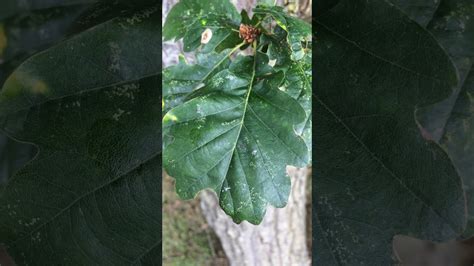 Sessile oak (Quercus petraea) - leaves close up - September 2017 - YouTube