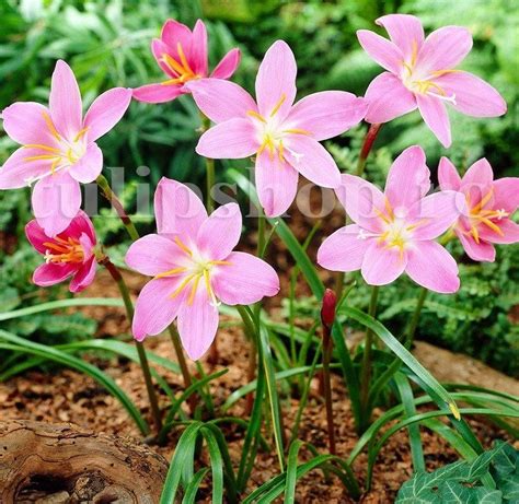 Bulbi Zephyranthes Rosea | Rain lily, Bulb flowers, Lily bulbs