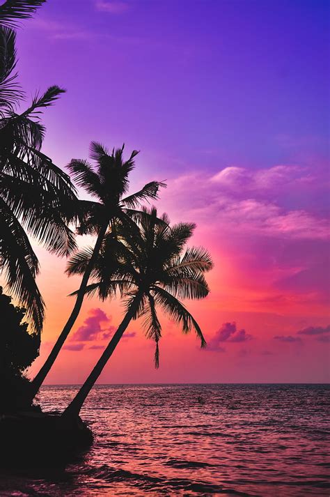 Palm trees, sea, sunset, twilight, dark, tropics, HD phone wallpaper ...