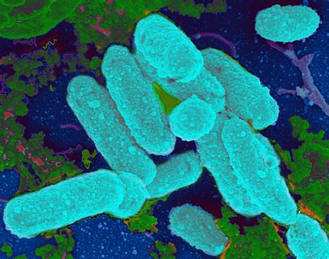 Scientists Find Link Between Antibiotics and Bacterial Biofilm Formation That Cause Chronic Ear ...