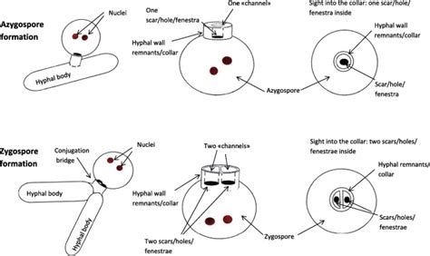 Schematic illustration and terms used in N. floridana azygospore and... | Download Scientific ...