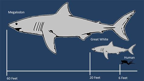 Megalodon Shark Jaw Size
