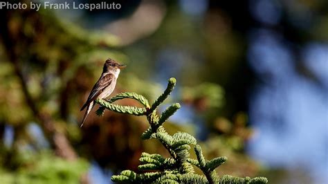 Olive-sided Flycatcher - East Cascades Bird Alliance