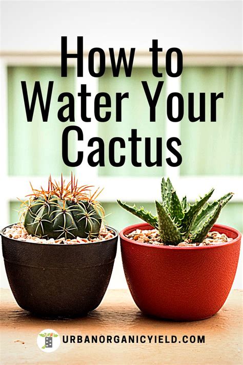 how to take care of a cactus garden - Ehtel Pack