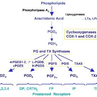 (PDF) Acciones de los prostanoides en la fisiopatología cardiovascular