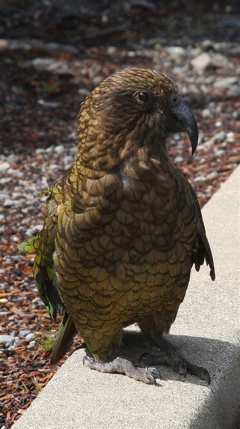 Kea (Nestor notabilis) - Arthur's Pass National Park, Canterbury, New Zealand | New zealand ...